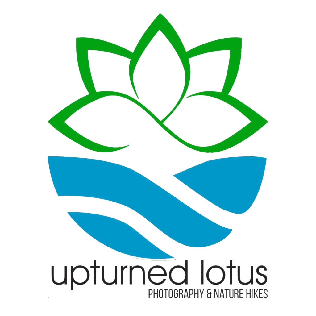 Upturned Lotus